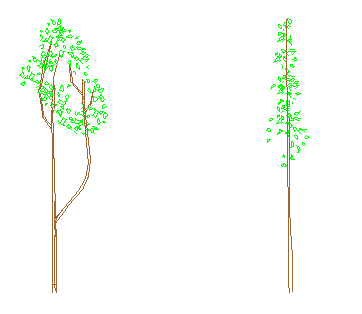 2 junge Laubbäume in der Seitenansicht. Für Gartenplanung per CAD geeignet